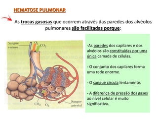 HEMATOSE PULMONAR
As trocas gasosas que ocorrem através das paredes dos alvéolos
pulmonares são facilitadas porque:
-As paredes dos capilares e dos
alvéolos são constituídas por uma
única camada de células.
- O conjunto dos capilares forma
uma rede enorme.
- O sangue circula lentamente.
- A diferença de pressão dos gases
ao nível celular é muito
significativa.
 