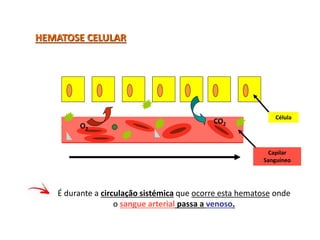 HEMATOSE CELULAR
Célula
O2
CO2
Capilar
Sanguíneo
É durante a circulação sistémica que ocorre esta hematose onde
o sangue arterial passa a venoso.
 