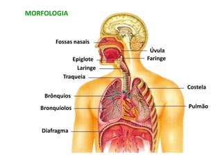 Fossas nasais
Epiglote
Diafragma
Pulmão
Costela
Faringe
Úvula
Traqueia
Brônquios
Bronquíolos
Laringe
MORFOLOGIA
 