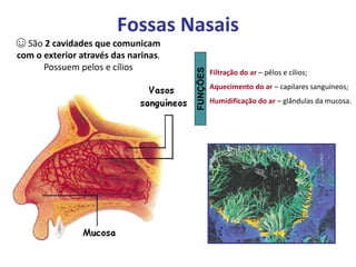 Fossas Nasais
Filtração do ar – pêlos e cílios;
Aquecimento do ar – capilares sanguíneos;
Humidificação do ar – glândulas da mucosa.
☺ São 2 cavidades que comunicam
com o exterior através das narinas.
Possuem pelos e cílios
FUNÇÕES
 