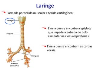 Laringe
É nela que se encontra a epiglote
que impede a entrada do bolo
alimentar nas vias respiratórias;
Formada por tecido muscular e tecido cartilagíneo;
É nela que se encontram as cordas
vocais.
 