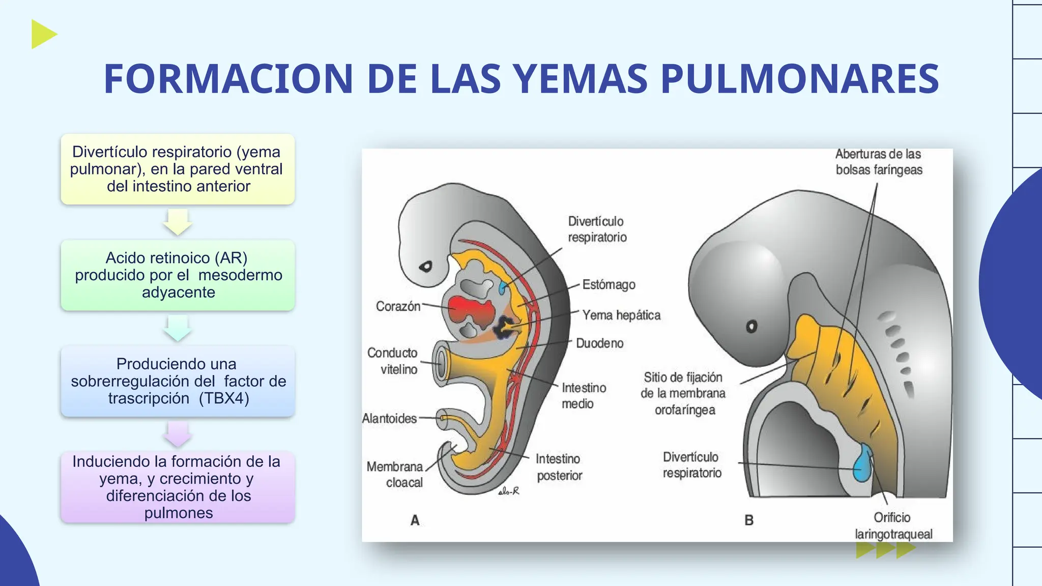 Sistema Respiratorio. origen y desarollo embriologico | PPTX