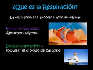 Sistema respiratorio | PPTX