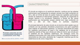 El circuito se origina en el ventrículo derecho, continua por las arterias
pulmonares que transportan la sangre venosa (con bajo contenido en
O2 y alto en CO2) de todo el cuerpo hasta los capilares pulmonares
donde se realizará el intercambio gaseoso. Después de oxigenada la
sangre retorna a la circulación sistémica a través de las venas
pulmonares que transportan sangre arterial (con bajo contenido en
CO2 y alto en O2) hasta la aurícula izquierda.
El principal elemento de este circuito es el enorme árbol capilar que en
contacto con las paredes alveolares proporciona una gran superficie
para realizar el intercambio gaseoso. La sección transversal de todos
los capilares pulmonares es igual a los capilares de la circulación
sistémica siendo el flujo que circula por ellos el mismo que circula por
la totalidad de los capilares sistémicos. Sin embargo como los
capilares pulmonares son más cortos el tiempo que tarda la sangre en
recorrerlos es más corto, alrededor de 1 segundo, mientras que en los
sistémicos es de unos 2 segundos.
 