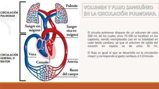 El circuito pulmonar dispone de un volumen de unos
500 ml, de los cuales unos 75-100 se localizan en los
capilares, siendo reemplazada casi en su totalidad en
cada latido cardíaco, ya que el volumen de salida del
corazón en reposo es de unos 70 ml.
El flujo es igual al que se desarrolla en la circulación
mayor y corresponde al gasto cardíaco, ó 5 l/minuto.
 