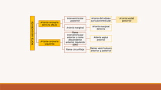 Aorta
ascendente
Arteria coronaria
derecha (ACD)
Interventricular
posterior
Arteria del nódulo
auriculoventricular
Arteria septal
posterior
Arteria marginal
Arteria marginal
derecha
Arteria coronaria
izquierda
Rama
interventricular
anterior o rama
descendente
anterior izquierda
(DAI)
Arteria septal
anterior
Rama circunfleja
Ramas ventriculares
anterior y posterior
 