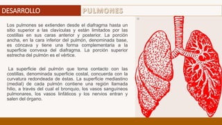 Los pulmones se extienden desde el diafragma hasta un
sitio superior a las clavículas y están limitados por las
costillas en sus caras anterior y posterior. La porción
ancha, en la cara inferior del pulmón, denominada base,
es cóncava y tiene una forma complementaria a la
superficie convexa del diafragma. La porción superior
estrecha del pulmón es el vértice.
La superficie del pulmón que toma contacto con las
costillas, denominada superficie costal, concuerda con la
curvatura redondeada de éstas. La superficie mediastino
(medial) de cada pulmón contiene una región llamada
hilio, a través del cual el bronquio, los vasos sanguíneos
pulmonares, los vasos linfáticos y los nervios entran y
salen del órgano.
DESARROLLO
 