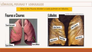 Una o dos fisuras dividen a cada pulmón en lóbulos.
 
