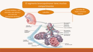 El segmento broncopulmonar tiene muchos
compartimentos
Lobulillos
Envuelto de
Tejido conectivo
elástico
Un vaso linfático, una
arteriola, una vénula y
una rama de
bronquiolo terminal
 