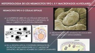 SISTEMA RESPIRATORIO 2 MARTES.pptx