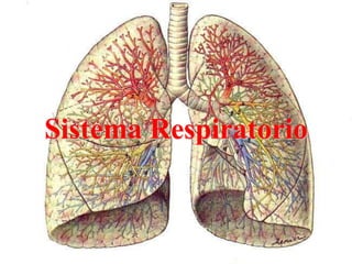 Sistema Respiratorio
 