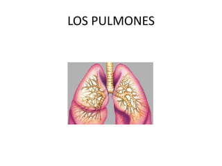 LOS PULMONES
 