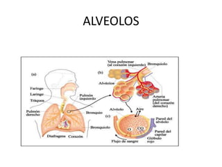 ALVEOLOS
 