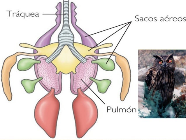 Sistema respiratorio aves