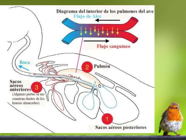 Aves: Sistema respiratorio