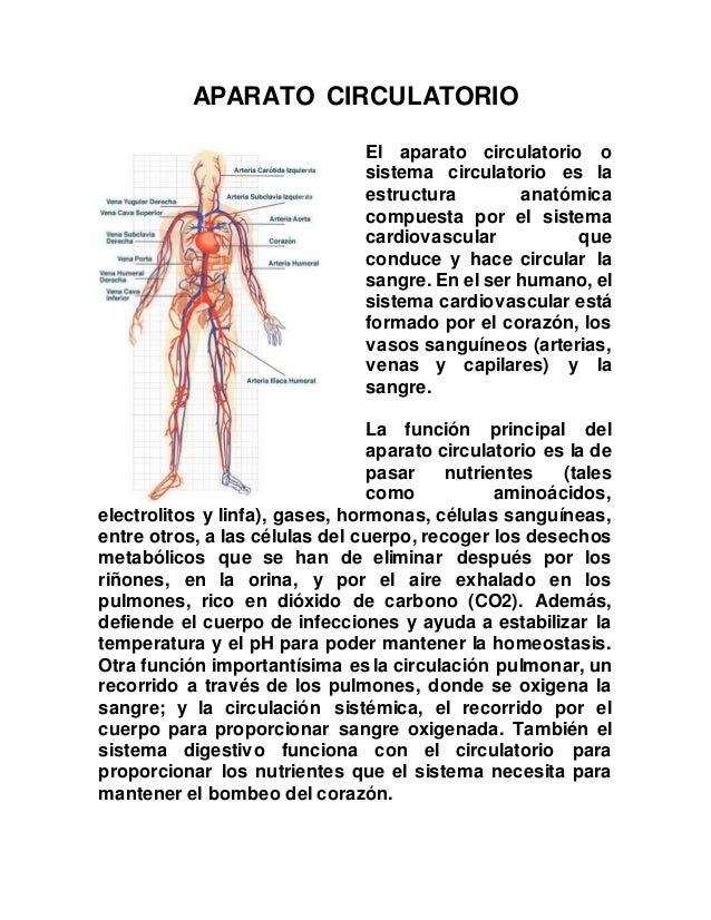 sistema respiratorio y circulatorio del cuerpo humano