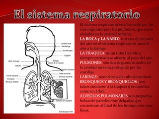 El sistema respiratorio El sistema respiratorio esta formado por las vías respiratorias y los pulmones, que están alojados en la cavidad torácica. LA BOCA y LA NARIZ: son vías de entrada del aire en el sistema respiratorio. pasa el aire a la faringe . LA TRAQUEA: es un tubo flexible q siempre permanece abierto al paso del aire. PULMONES: son dos órganos situados en la cavidad toracica,protegido por las costillas. LARINGE: tiene forma de tubo de embudo  BRONQUIOS Y BRONQUIOLOS :son tubos similares  a la tráquea q se ramifica como un árbol. ALVEOLOS PULMONARES:sonpequeñas bolsas de paredes muy delgadas q se encuentran al final de los bronquiolos mas finos. 