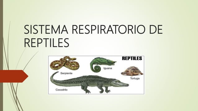 Como Es El Sistema Respiratorio De Los Reptiles