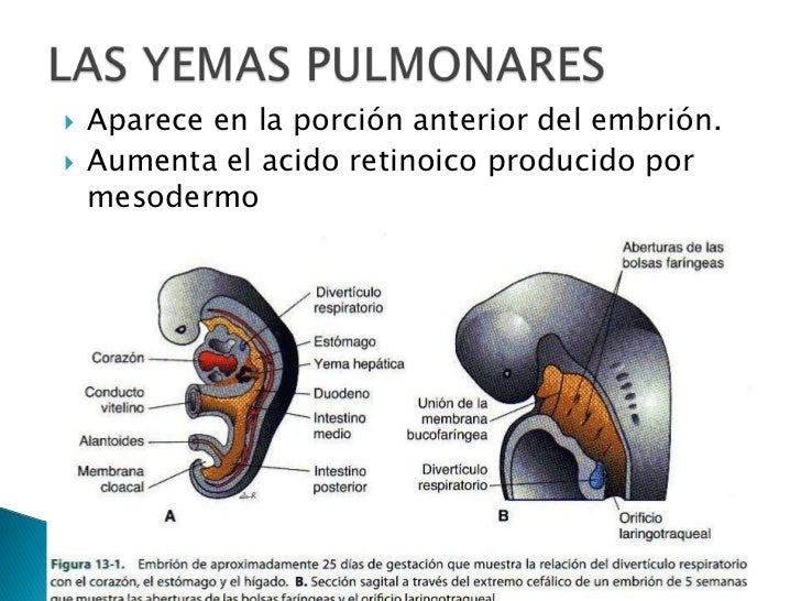 Sistema respiratorio embriologia