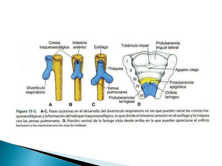 Sistema respiratorio embriologia