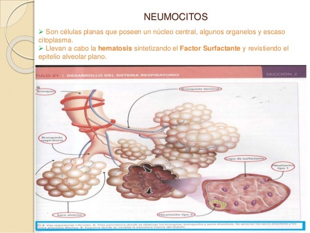 Sistema Respiratorio Embrionario