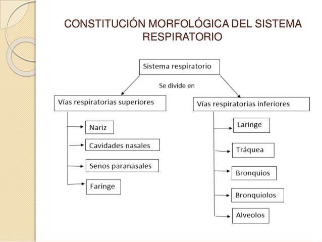 Sistema Respiratorio Embrionario