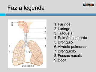 Faz a legendaFaringeLaringeTraqueiaPulmão esquerdoBrônquioAlvéolo pulmonarBronquíoloFossas nasaisBoca 