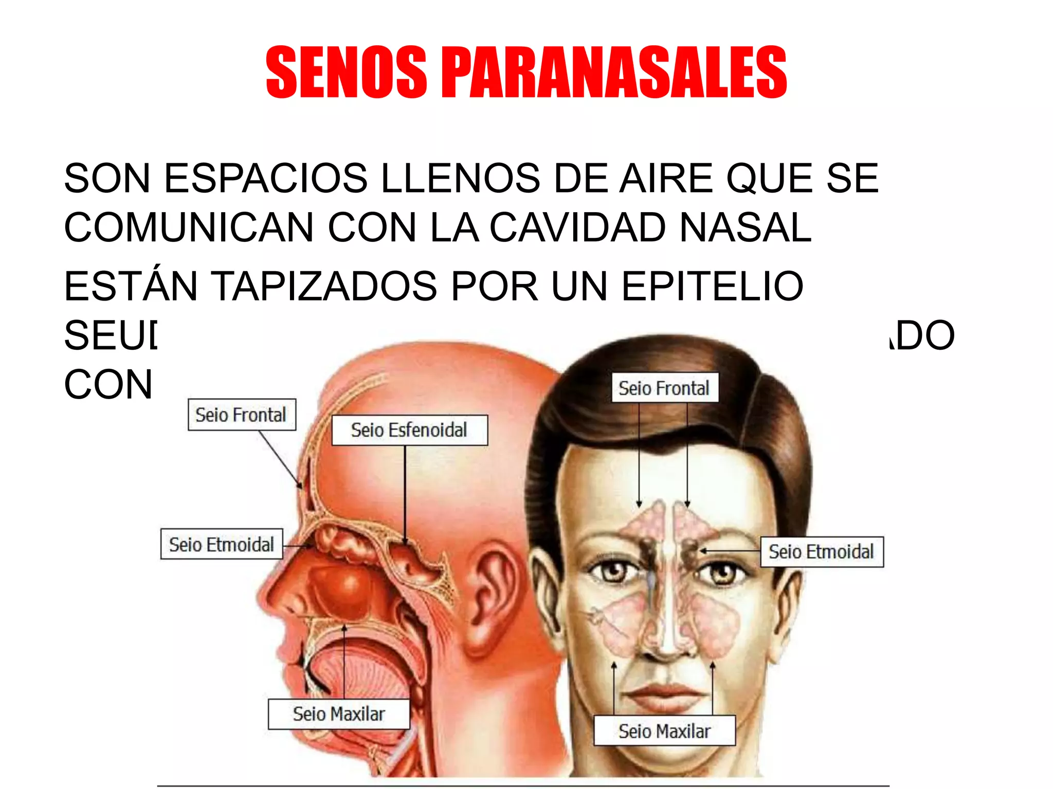 SENOS PARANASALES
SON ESPACIOS LLENOS DE AIRE QUE SE
COMUNICAN CON LA CAVIDAD NASAL
ESTÁN TAPIZADOS POR UN EPITELIO
SEUDOESTRATIFICADO CILÍNDRICO CILIADO
CON CÉLULAS CALICIFORME
 