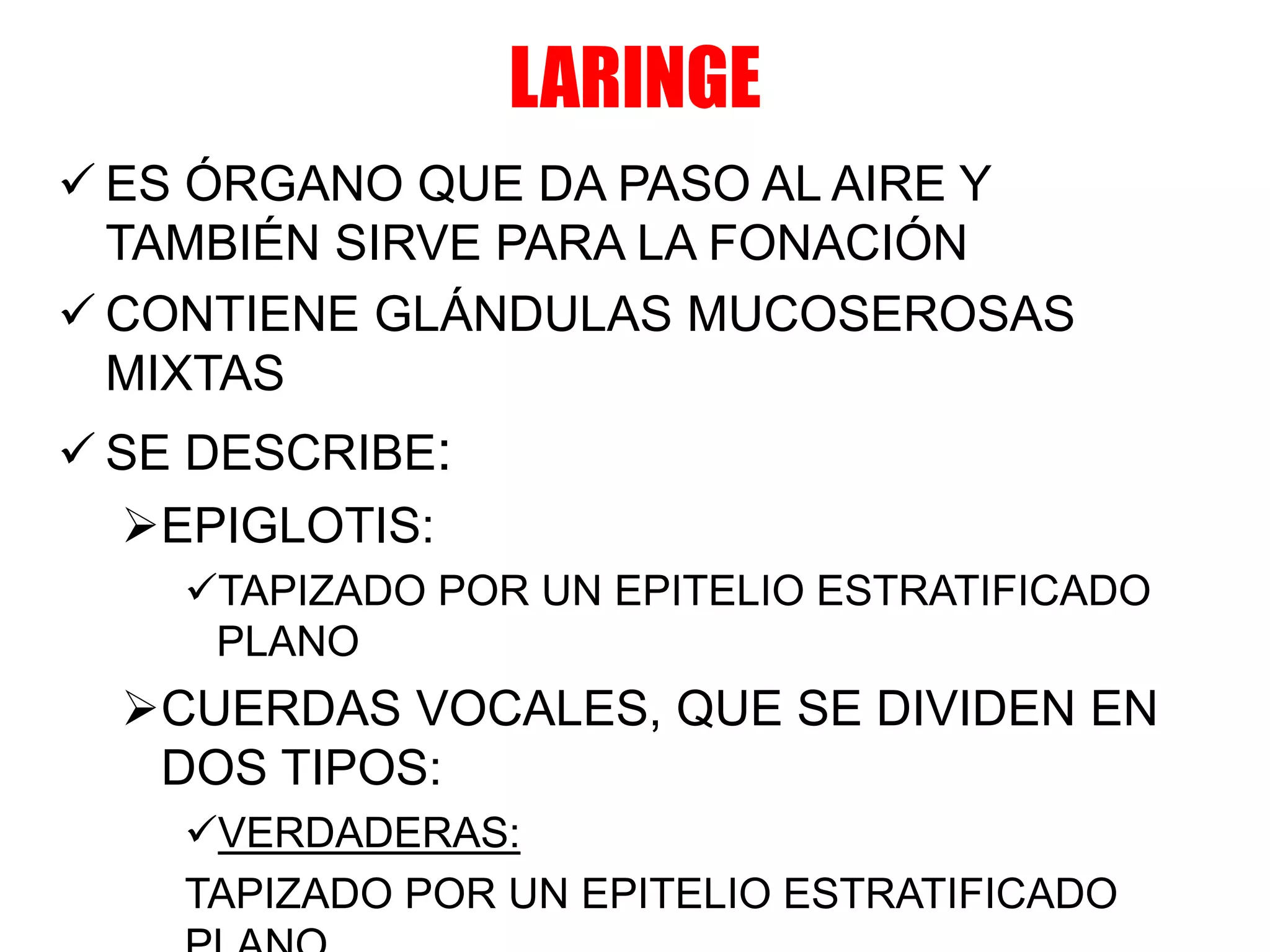 LARINGE
 ES ÓRGANO QUE DA PASO AL AIRE Y
TAMBIÉN SIRVE PARA LA FONACIÓN
 CONTIENE GLÁNDULAS MUCOSEROSAS
MIXTAS
 SE DESCRIBE:
EPIGLOTIS:
TAPIZADO POR UN EPITELIO ESTRATIFICADO
PLANO
CUERDAS VOCALES, QUE SE DIVIDEN EN
DOS TIPOS:
VERDADERAS:
TAPIZADO POR UN EPITELIO ESTRATIFICADO
 
