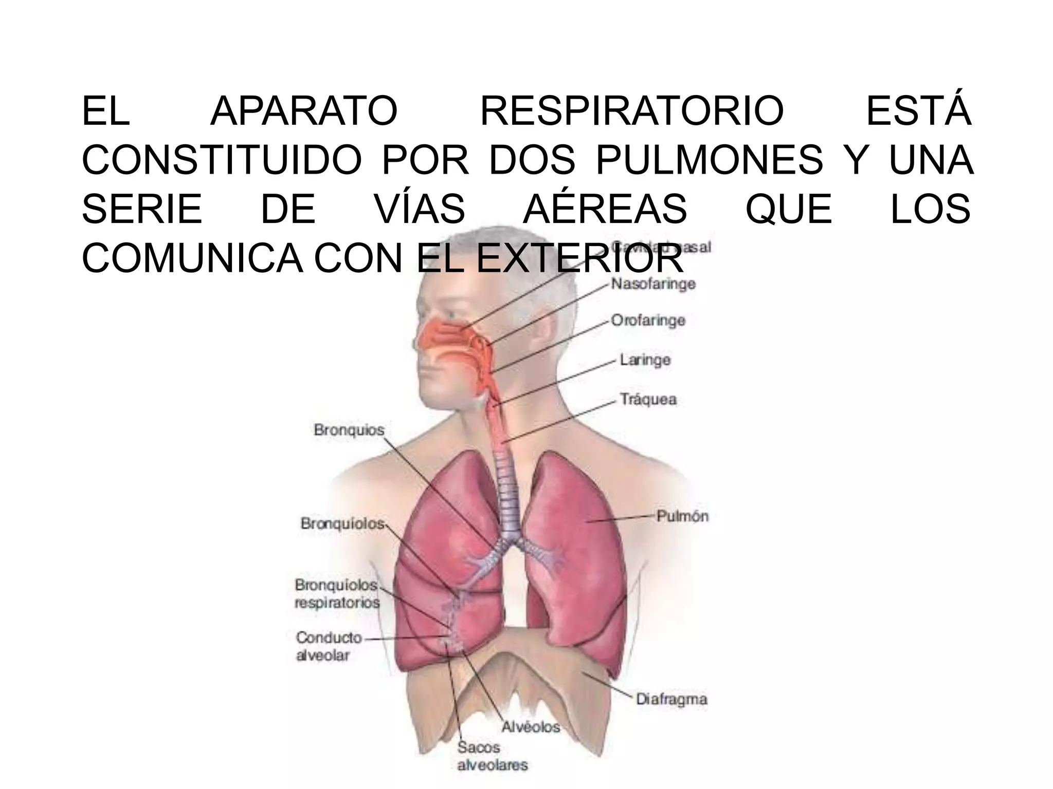 EL APARATO RESPIRATORIO ESTÁ
CONSTITUIDO POR DOS PULMONES Y UNA
SERIE DE VÍAS AÉREAS QUE LOS
COMUNICA CON EL EXTERIOR
 