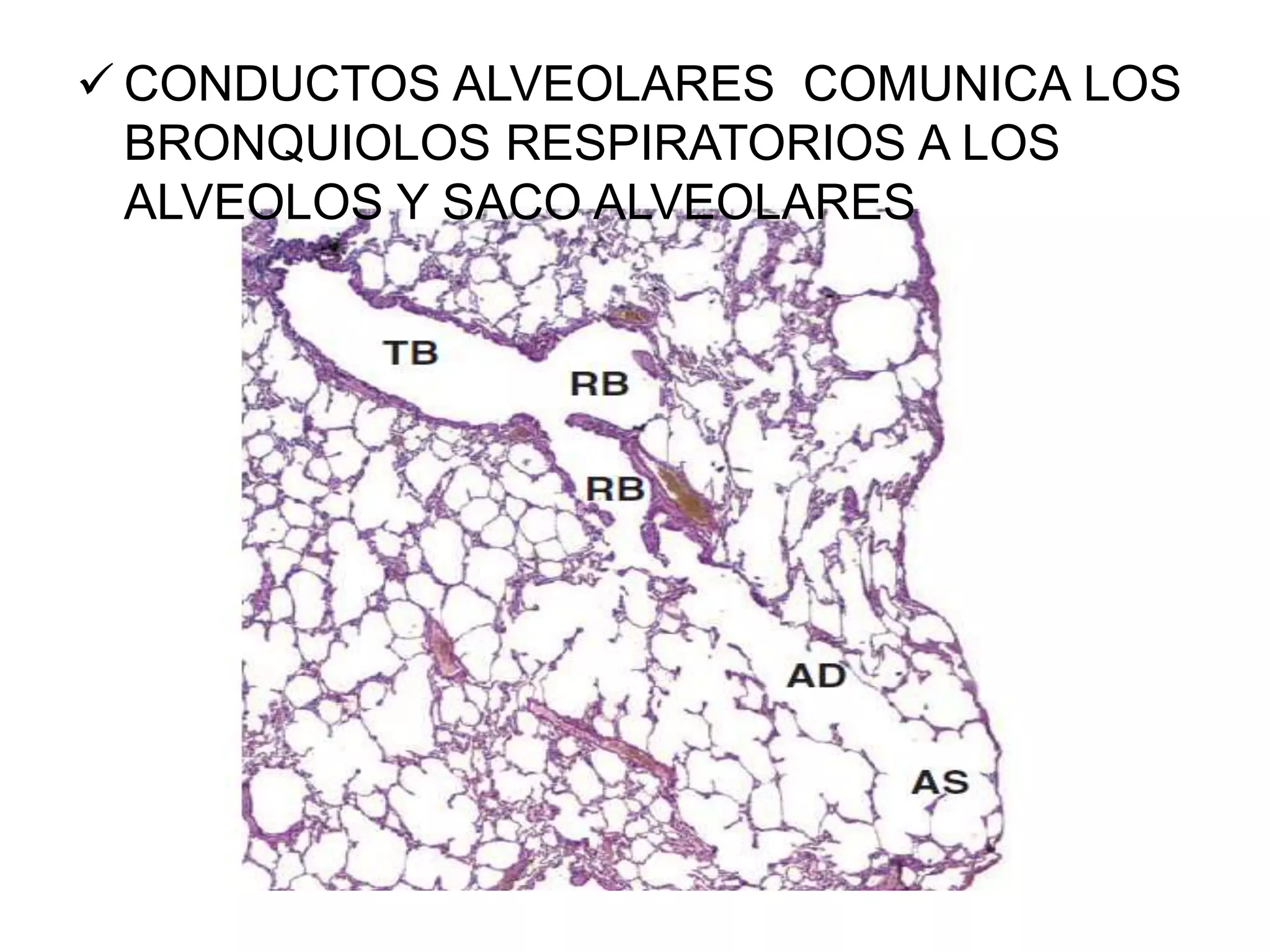  CONDUCTOS ALVEOLARES COMUNICA LOS
BRONQUIOLOS RESPIRATORIOS A LOS
ALVEOLOS Y SACO ALVEOLARES
 