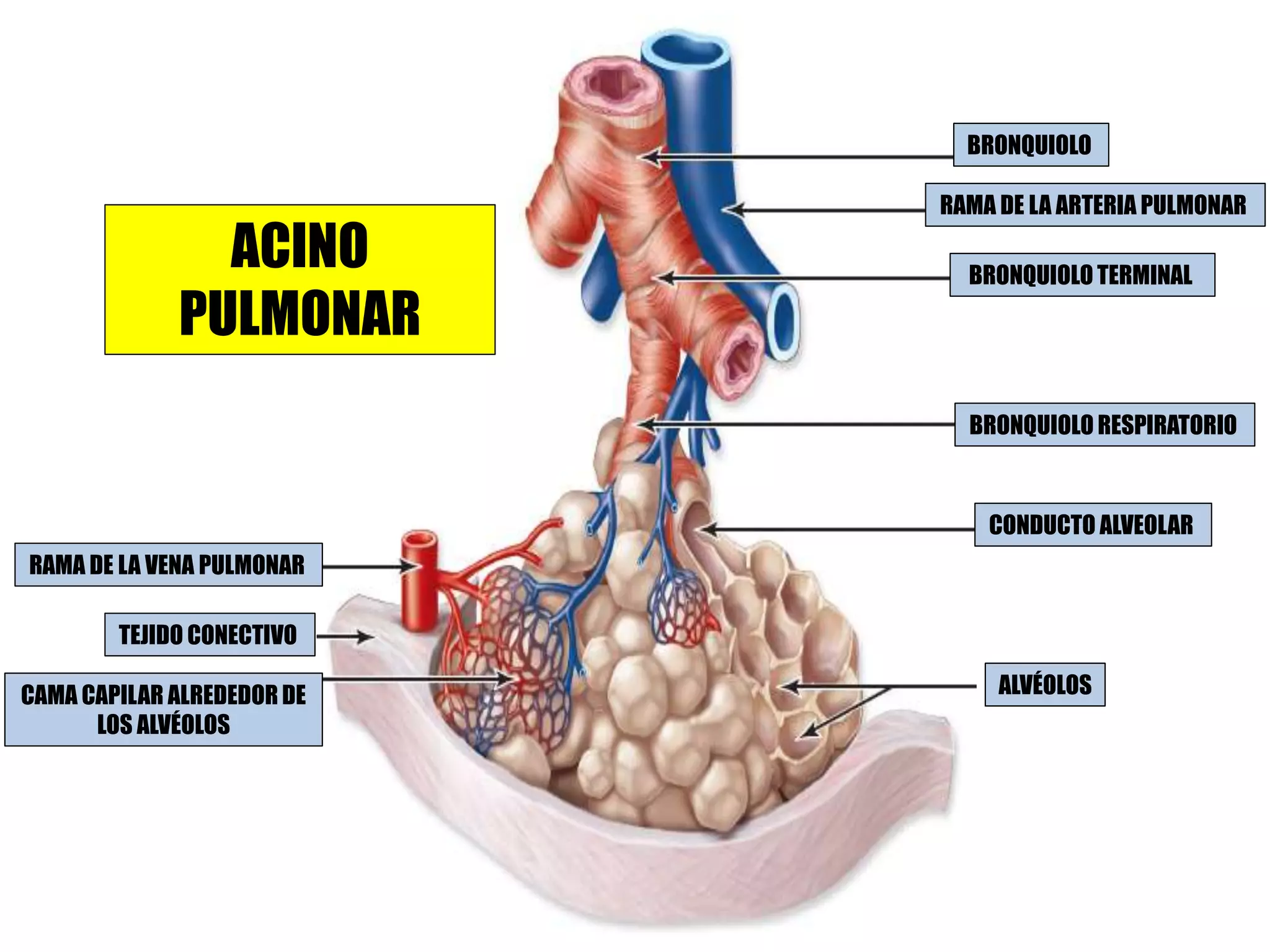 BRONQUIOLO
RAMA DE LA ARTERIA PULMONAR
BRONQUIOLO TERMINAL
BRONQUIOLO RESPIRATORIO
CONDUCTO ALVEOLAR
ALVÉOLOSCAMA CAPILAR ALREDEDOR DE
LOS ALVÉOLOS
TEJIDO CONECTIVO
RAMA DE LA VENA PULMONAR
ACINO
PULMONAR
 