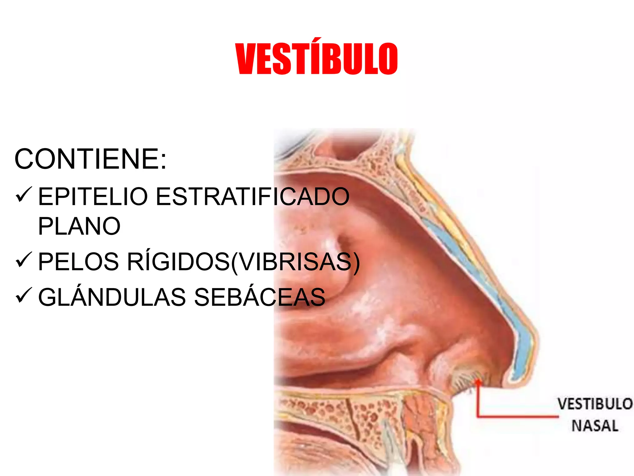 VESTÍBULO
CONTIENE:
 EPITELIO ESTRATIFICADO
PLANO
 PELOS RÍGIDOS(VIBRISAS)
 GLÁNDULAS SEBÁCEAS
 