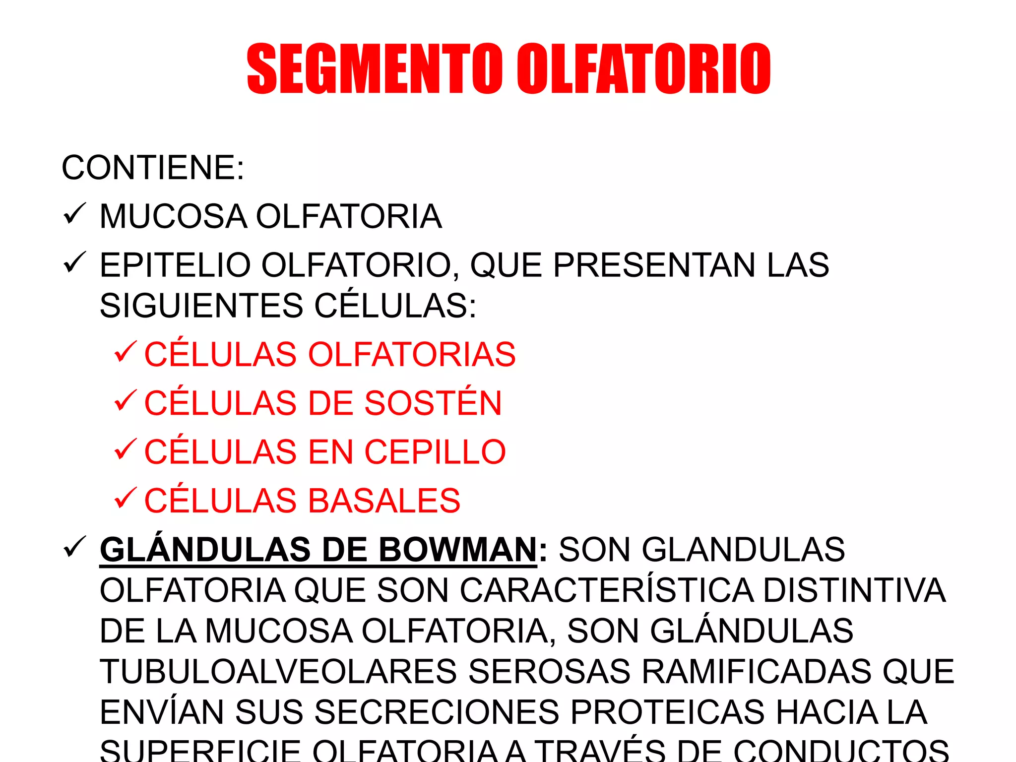 SEGMENTO OLFATORIO
CONTIENE:
 MUCOSA OLFATORIA
 EPITELIO OLFATORIO, QUE PRESENTAN LAS
SIGUIENTES CÉLULAS:
 CÉLULAS OLFATORIAS
 CÉLULAS DE SOSTÉN
 CÉLULAS EN CEPILLO
 CÉLULAS BASALES
 GLÁNDULAS DE BOWMAN: SON GLANDULAS
OLFATORIA QUE SON CARACTERÍSTICA DISTINTIVA
DE LA MUCOSA OLFATORIA, SON GLÁNDULAS
TUBULOALVEOLARES SEROSAS RAMIFICADAS QUE
ENVÍAN SUS SECRECIONES PROTEICAS HACIA LA
 