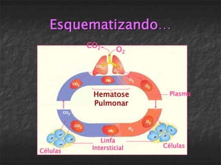 Esquematizando…
          CO2
                    O2




           Hematose         Plasma
           Pulmonar




              Linfa
           Intersticial   Células
Células
 