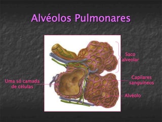 Alvéolos Pulmonares


                            Saco
                          alveolar


                              Capilares
Uma só camada                sanguíneos
  de células
                           Alvéolo
 