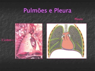 Pulmões e Pleura
                             Pleura




3 Lobos
 