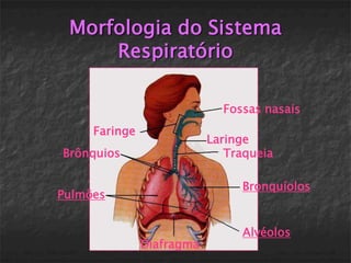 Morfologia do Sistema
     Respiratório

                             Fossas nasais
     Faringe
                           Laringe
Brônquios                     Traqueia

                                Bronquíolos
Pulmões


                                Alvéolos
               Diafragma
 