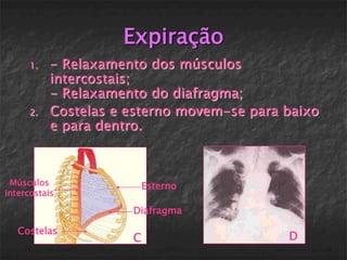 Expiração
      1.   - Relaxamento dos músculos
           intercostais;
           - Relaxamento do diafragma;
      2.   Costelas e esterno movem-se para baixo
           e para dentro.



 Músculos                 Esterno
intercostais

                      Diafragma

   Costelas
                      C                     D
 