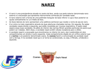 NARIZ   O nariz é uma protuberância situada no centro da face, sendo sua parte exterior denominada nariz externo e a escavação que apresenta interiormente conhecida por cavidade nasal.  O nariz externo tem a forma de uma pirâmide triangular de base inferior e cuja a face posterior se ajusta verticalmente no 1/3 médio da face.  As faces laterais do nariz apresentam uma saliência semilunar que recebe o nome de asa do nariz.  O ar entra no trato respiratório através de duas aberturas chamadas narinas. Em seguida, flui pelas cavidades nasais direita e esquerda, que estão revestidas por mucosa respiratória. O septo nasal separa essas duas cavidades. Os pêlos do interior das narinas filtram grandes partículas de poeira que podem ser inaladas. Além disso, a cavidade nasal contêm células receptoras para o olfato. A cavidade nasal é a escavação que encontramos no interior do nariz, ela é subdividida em dois compartimentos um direito e outro esquerdo. Cada compartimento dispõe de um orifício anterior que é a  narina  e um posterior denominado coana. As  coanas  fazem a comunicação da cavidade nasal com a faringe. É na cavidade nasal que o ar torna-se condicionado, ou seja, é filtrado, umidecido e aquecido.  