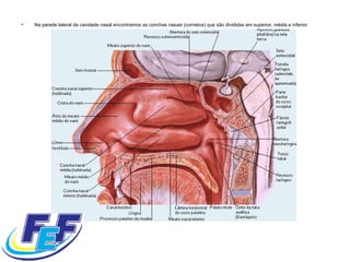 Na parede lateral da cavidade nasal encontramos as conchas nasais (cornetos) que são divididas em superior, média e inferior.  