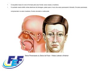O esqueleto ósseo do nariz é formado pelo osso frontal, ossos nasais e maxilares.  A cavidade nasal contêm várias aberturas de drenagem, pelas quais o muco dos seios paranasais é drenado. Os seios paranasais compreendem os seios maxilares, frontal, etmoidal e o esfenoidal.   Seios Paranasais ou Seios da Face - Vistas Lateral e Anterior 