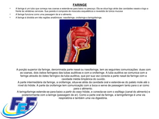 FARINGE   A faringe é um tubo que começa nas coanas e estende-se para baixo no pescoço. Ela se situa logo atrás das cavidades nasais e logo a frente às vértebras cervicais. Sua parede é composta de músculos esqueléticos e revestida de túnica mucosa  A faringe funciona como uma passagem de ar e alimento.  A faringe é dividida em três regiões anatômicas: nasofaringe, orofaringe e laringofaringe.  A porção superior da faringe, denominada parte nasal ou nasofaringe, tem as seguintes comunicações: duas com as coanas, dois óstios faringeos das tubas auditivas e com a orofaringe. A tuba auditiva se comunica com a faringe através do ósteo faríngico da tuba auditiva, que por sua vez conecta a parte nasal da farínge com a cavidade média timpânica do ouvido. A parte intermediária da faringe, a orofaringe, situa-se atrás da cavidade oral e estende-se do palato mole até o nível do hióide. A parte da orofaringe tem comunicação com a boca e serve de passagem tanto para o ar como para o alimento.  A laringofaringe estende-se para baixo a partir do osso hióide, e conecta-se com o esôfago (canal do alimento) e posteriormente com a laringe (passagem de ar). Como a parte oral da faringe, a laringofaringe é uma via respiratória e também uma via digestória.  