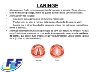 LARINGE   A laringe é um órgão curto que conecta a faringe com a traquéia. Ela se situa na linha mediana do pescoço, diante da quarta, quinta e sexta vértebra cervicais.  A laringe tem três funções:      •  Atua como passagem para o ar durante a respiração;      •  Produz som, ou seja, a voz (por esta razão é chamada de caixa de voz);      •  Impede que o alimento e objetos estranhos entrem nas estruturas respiratórias (como a traquéia).  A laringe desempenha função na produção de som, que resulta na fonação. Na sua superfície interna, encontramos uma fenda ântero-posterior denominada  vestíbulo da laringe , que possui duas pregas: prega vestibular (cordas vocais falsas) e prega vocal (cordas vocais verdadeiras).  