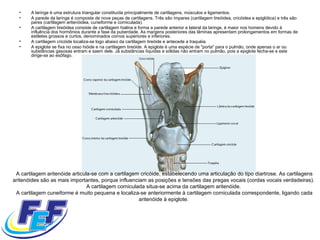 A laringe é uma estrutura triangular constituída principalmente de cartilagens, músculos e ligamentos.  A parede da laringe é composta de nove peças de cartilagens. Três são ímpares (cartilagem tireóidea, cricóidea e epiglótica) e três são pares (cartilagem aritenóidea, cuneiforme e corniculada).  A cartilagem tireóidea consiste de cartilagem hialina e forma a parede anterior e lateral da laringe, é maior nos homens devido à influência dos hormônios durante a fase da puberdade. As margens posteriores das lâminas apresentam prolongamentos em formas de estiletes grossos e curtos, denominados cornos superiores e inferiores.  A cartilagem cricóide localiza-se logo abaixo da cartilagem tireóide e antecede a traquéia.  A epiglote se fixa no osso hióide e na cartilagem tireóide. A epiglote é uma espécie de "porta" para o pulmão, onde apenas o ar ou substâncias gasosas entram e saem dele. Já substâncias líquidas e sólidas não entram no pulmão, pois a epiglote fecha-se e este dirige-se ao esôfago.  A cartilagem aritenóide articula-se com a cartilagem cricóide, estabelecendo uma articulação do tipo diartrose. As cartilagens aritenóides são as mais importantes, porque influenciam as posições e tensões das pregas vocais (cordas vocais verdadeiras).  A cartilagem corniculada situa-se acima da cartilagem aritenóide.  A cartilagem cuneiforme é muito pequena e localiza-se anteriormente à cartilagem corniculada correspondente, ligando cada aritenóide à epiglote.  