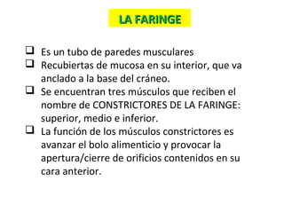  Es un tubo de paredes musculares
 Recubiertas de mucosa en su interior, que va
anclado a la base del cráneo.
 Se encuentran tres músculos que reciben el
nombre de CONSTRICTORES DE LA FARINGE:
superior, medio e inferior.
 La función de los músculos constrictores es
avanzar el bolo alimenticio y provocar la
apertura/cierre de orificios contenidos en su
cara anterior.
LA FARINGELA FARINGE
 