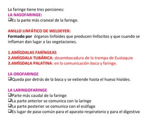 La faringe tiene tres porciones:
LA NASOFARINGE:
Es la parte más craneal de la faringe.
ANILLO LINFÁTICO DE WELDEYER:
Formado por órganos linfoides que producen linfocitos y que cuando se
inflaman dan lugar a las vegetaciones.
1.AMÍGDALAS FARÍNGEAS
2.AMÍGDALA TUBÁRICA: desembocadura de la trompa de Eustaquio
3.AMÍGDALA PALATINA: en la comunicación boca y faringe.
LA OROFARINGE
Queda por detrás de la boca y se extiende hasta el hueso hioides.
LA LARINGOFARINGE
Parte más caudal de la faringe
La parte anterior se comunica con la laringe
La parte posterior se comunica con el esófago
Es lugar de paso común para el aparato respiratorio y para el digestivo
 
