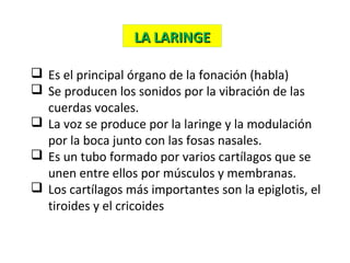  Es el principal órgano de la fonación (habla)
 Se producen los sonidos por la vibración de las
cuerdas vocales.
 La voz se produce por la laringe y la modulación
por la boca junto con las fosas nasales.
 Es un tubo formado por varios cartílagos que se
unen entre ellos por músculos y membranas.
 Los cartílagos más importantes son la epiglotis, el
tiroides y el cricoides
LA LARINGELA LARINGE
 