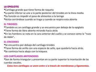 LA EPIGLOTISLA EPIGLOTIS
Cartílago grande que tiene forma de raqueta
La parte inferior se une a la parte posterior del tiroides en la línea media.
Su función es impedir el paso de alimentos a la laringe
Actúa cerrándose cuando se traga y cuando se respira esta abierta
EL TIROIDES
También es un cartílago grande y se encuentra por debajo de la epiglotis
Tiene forma de libro abierto mirando hacia atrás
En los hombres se nota en la cara anterior del cuello y se conoce como la “nuez
de Adán”.
EL CRICOIDES
Se encuentra por debajo del cartílago tiroides
Tiene forma de anillo con una especie de sello, que quedaría hacia atrás.
Se continúa hacia abajo con la tráquea.
LOS CARTÍLAGOS ARITENOIDES
Son de forma triangular y presentan en su parte superior la insertación de las
cuerdas vocales.
Estos tres cartílagos se unen entre sí a través de membranas y ligamentos.
 