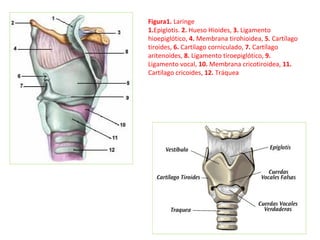 Figura1. Laringe
1.Epiglotis. 2. Hueso Hioides, 3. Ligamento
hioepiglótico, 4. Membrana tirohioidea, 5. Cartílago
tiroides, 6. Cartílago corniculado, 7. Cartílago
aritenoides, 8. Ligamento tiroepiglótico, 9.
Ligamento vocal, 10. Membrana cricotiroidea, 11.
Cartílago cricoides, 12. Tráquea
 